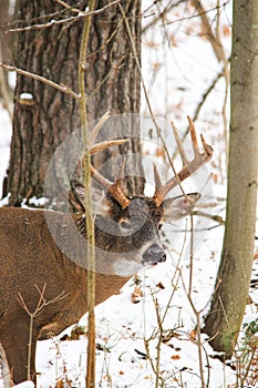 Whitetail Deer Buck Poses in the Snow Covered Woods