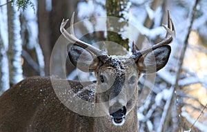 Whitetail Deer Buck Poses in Winter Snow