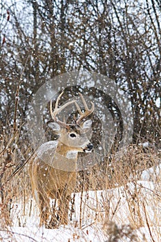 Whitetail Deer Buck Poses During a Winter Snowfall