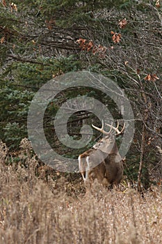 Whitetail Deer Buck Posing During November Rut