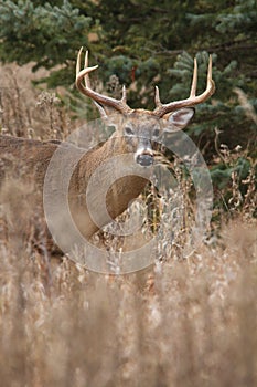 Whitetail Deer Buck Posing During November Rut