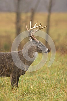 Whitetail deer buck profile