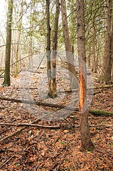 Whitetail Deer Buck Rub on Tree Trunk