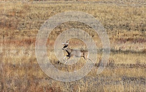 Whitetail Deer Buck running