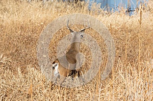 Whitetail Deer Buck Running Away