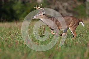 Whitetail deer buck running through meadow