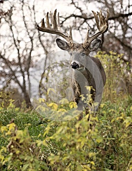 Whitetail deer buck in rut