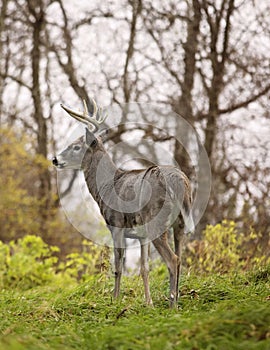 Whitetail deer buck in rut