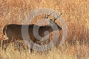 Whitetail Deer Buck in the Rut