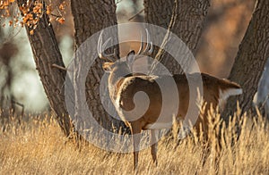 Whitetail Deer Buck in the Rut