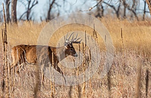 Whitetail Deer Buck During the Rut