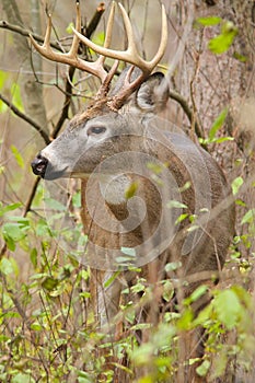 Whitetail Deer Buck Rut