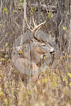 Whitetail Deer Buck Rut