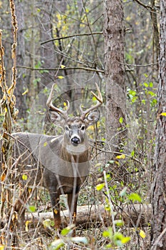 Whitetail Deer Buck Rut
