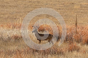 Whitetail Deer Buck in the Rut in Autumn