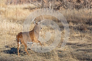 Whitetail Deer Buck During the Rut in Autumn