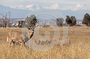 Whitetail Deer Buck in the Rut in Autumn