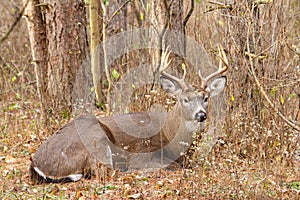 Whitetail Deer Buck Rut Bedded