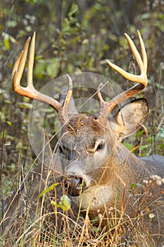 Whitetail Deer Buck Rut