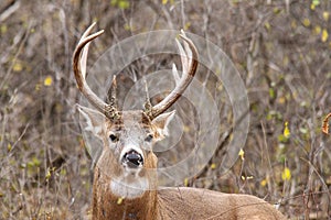 Whitetail Deer Buck Rut photo