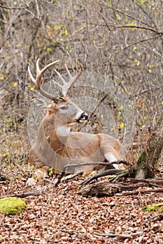 Whitetail Deer Buck Rut