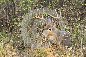 Whitetail Deer Buck Rut