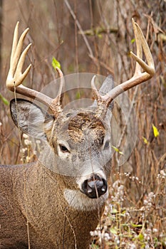 Whitetail Deer Buck Rut photo