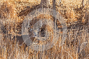 Whitetail Deer Buck in Rut in Colorado