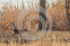 Whitetail Deer Buck in Rut in Fall