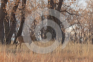 Whitetail Deer Buck in Rut in Fall