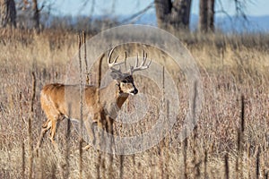 Whitetail Deer Buck During the Rut in Fall