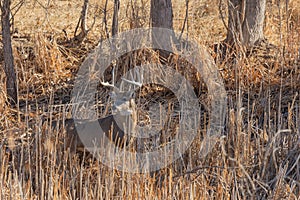 Whitetail Deer Buck in the Rut in Fall