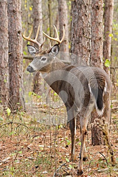 Whitetail Deer Buck Rut