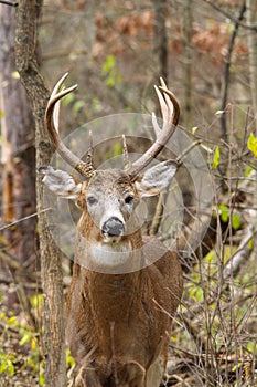 Whitetail Deer Buck Rut photo