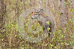 Whitetail Deer Buck Rut photo