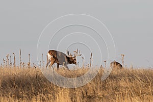 Whitetail Deer Buck Rutting