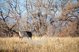 Rutting Whitetail Deer Buck in Colorado in Fall