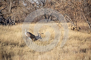 Whitetail Deer Buck Rutting in Fall