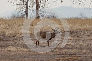 Whitetail Deer Buck Rutting in Fall