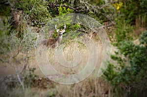 Whitetail Deer Buck in scrub oaks