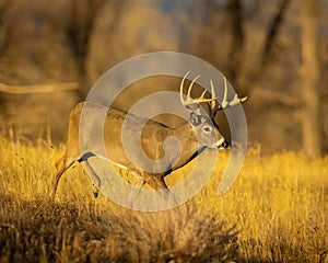 Whitetail Deer Buck is seen walking carefully through woodlot during hunting season