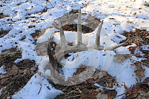 Whitetail Deer Buck Shed Antler in Snow Shed Hunting