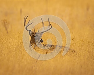 Whitetail Deer Buck is shown bedded down in grass field photo