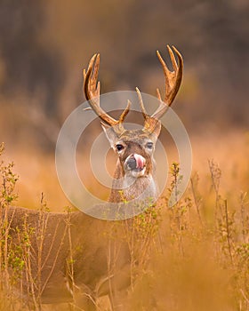 Whitetail Deer Buck is shown licking his lips