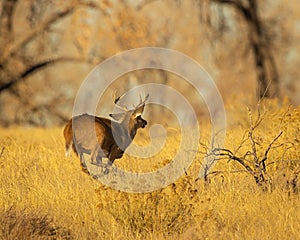 Whitetail Deer Buck is shown racing through woodlot during hunting season