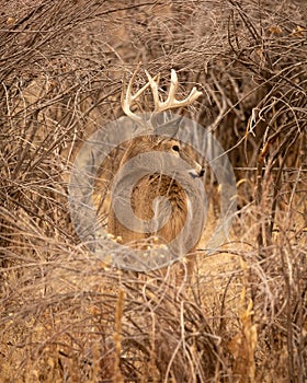 Whitetail Deer Buck is shown standing in thick cover during hunting season