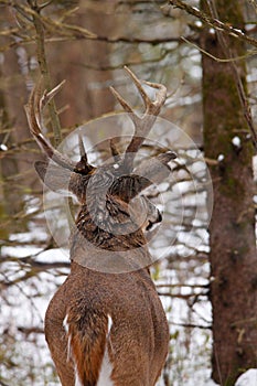 Whitetail Deer Buck