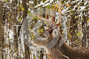 Whitetail Deer Buck Side Profile in Forest with Falling Snow