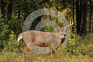 Whitetail Deer Buck With Single Antler Side Profile photo