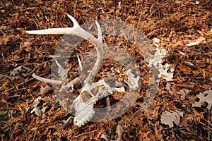 Whitetail Deer Buck Skeleton Antlers